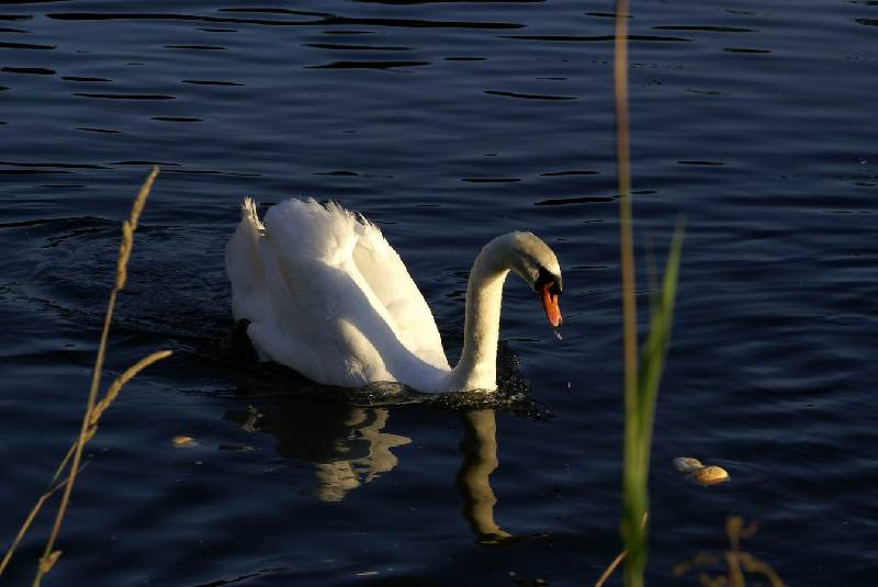 Schwaene auf der Sauer Bild Nr.002